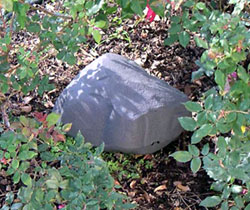 protecta_landscape1.jpg